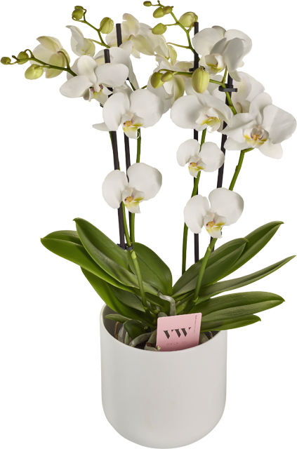 *Phalaenopsis Schmetterlingsorchidee 