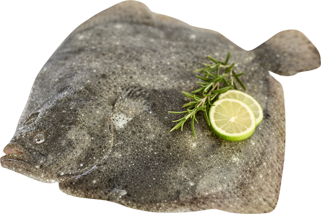 ¹Frischer Steinbutt 