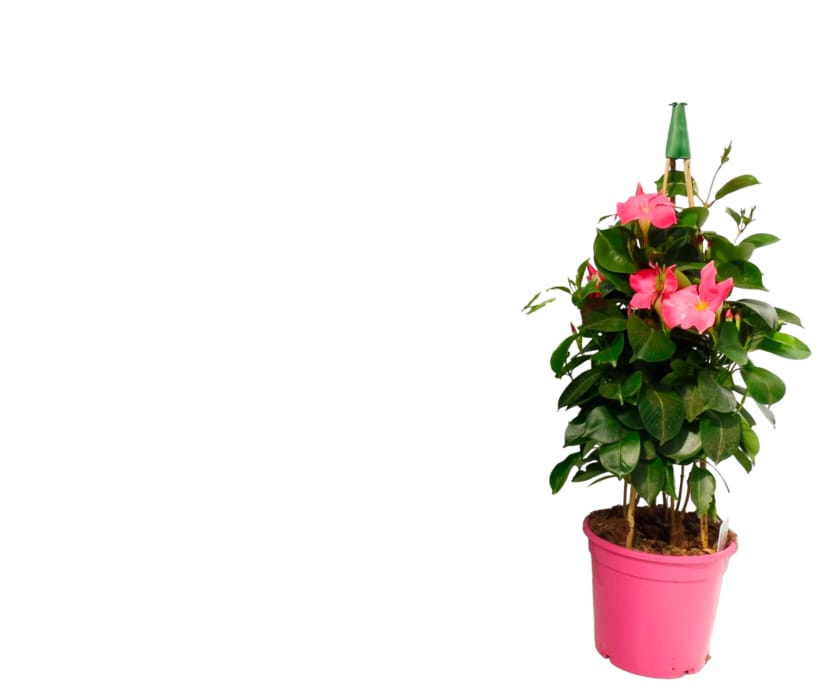 Orchideenschale mit 2 Beipflanzen, 16cm Keramikschale oder Sundaville Tower