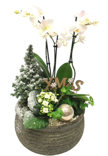 ¹Bepflanzte Weihnachtsschalen