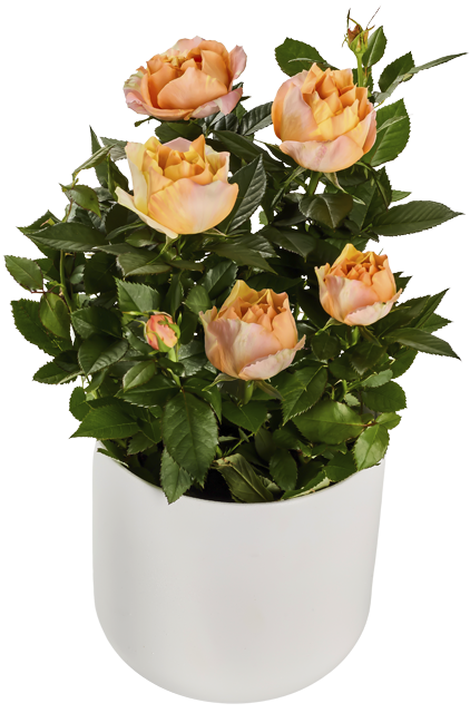 Ab Donnerstag erhältlich: ²Rosen mono 