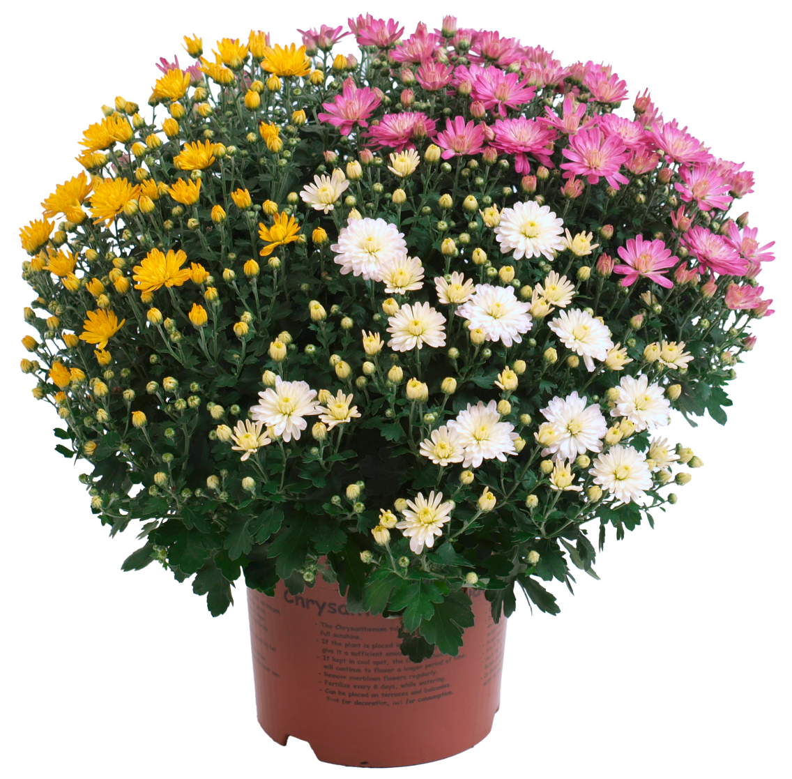 EDEKA Herzstücke Rosen, in versch. Ausführungen oder