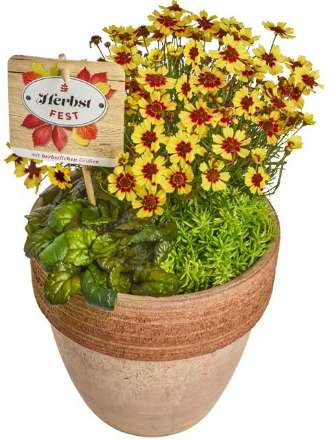 Stauden-Mix „Herbstfest“