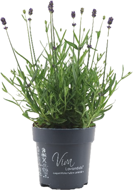 Donnerstag bis Samstag: *Lavendel Angustifolia