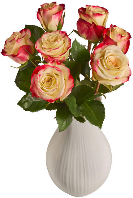 Ab Donnerstag: Edeka Herzstücke Hochlandrosen