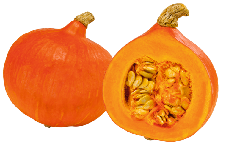 Speisekürbis Hokkaido