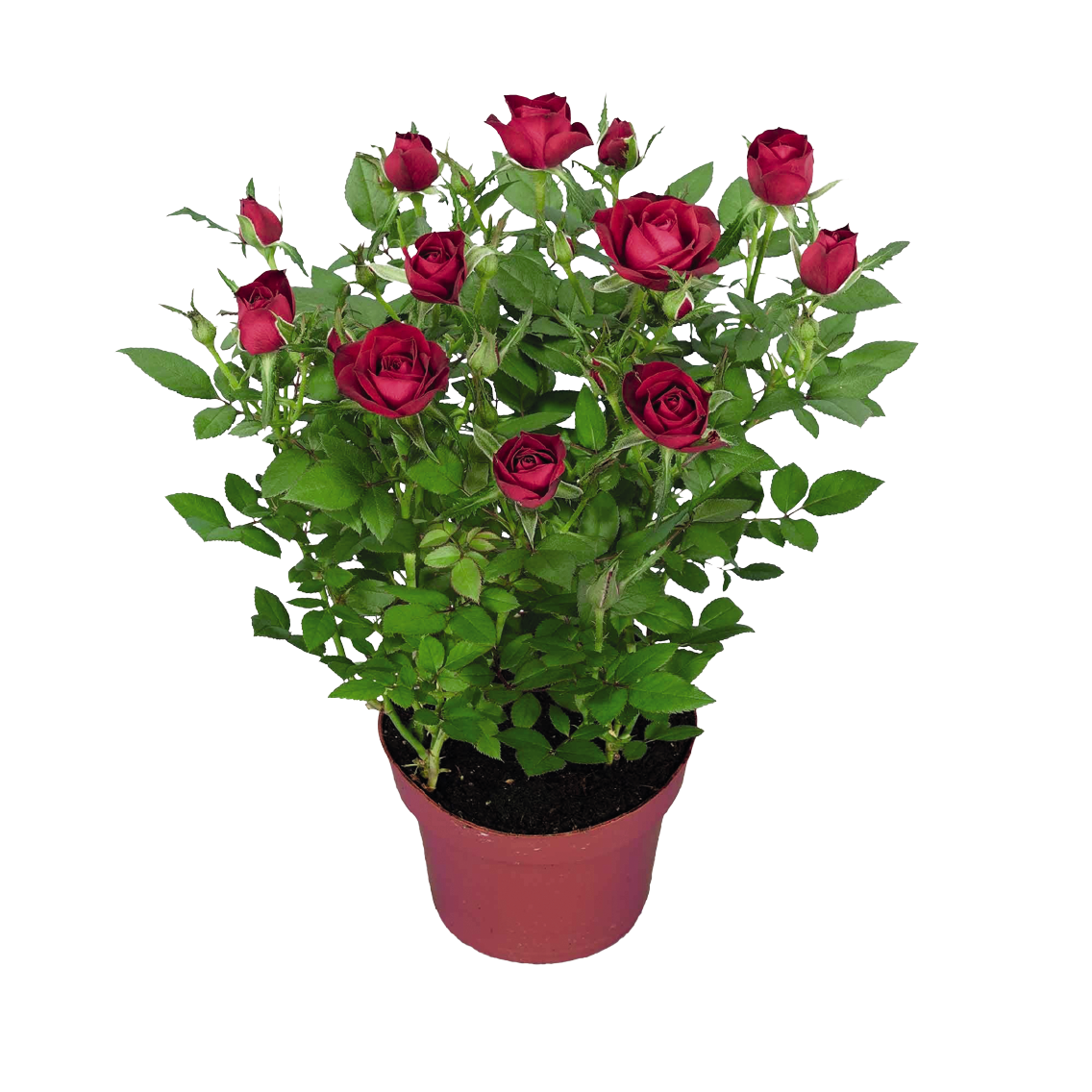 Topfrose oder Chrysanthemen