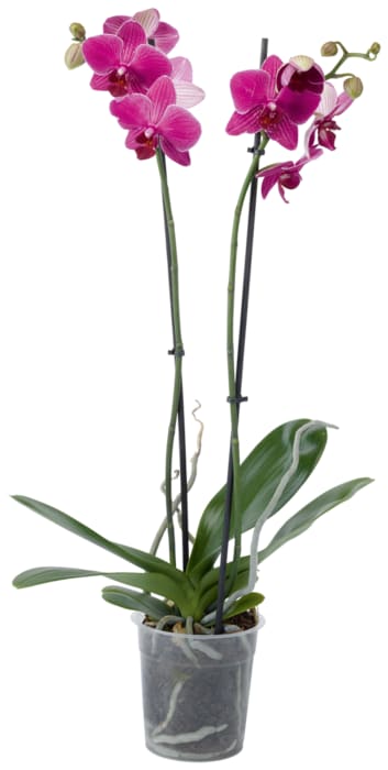 Orchideen 2-Trieber