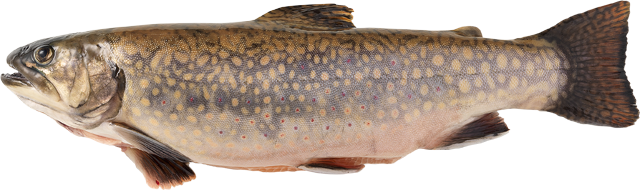 Frische Bachsaiblinge 