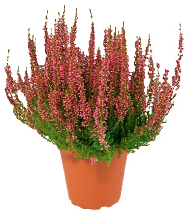 Calluna „Beauty Lady” oder Chrysanthemen „multiflora”