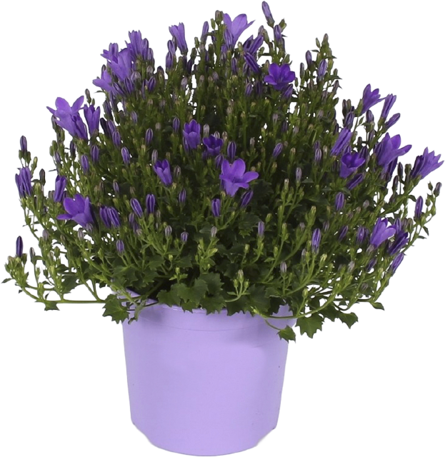 Ab Donnerstag in Märkten mit Blumenabteilung: Glockenblumen