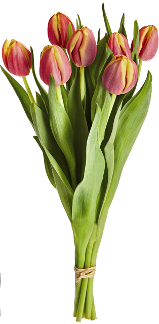 Ab Donnerstag erhältlich: ¹Tulpen