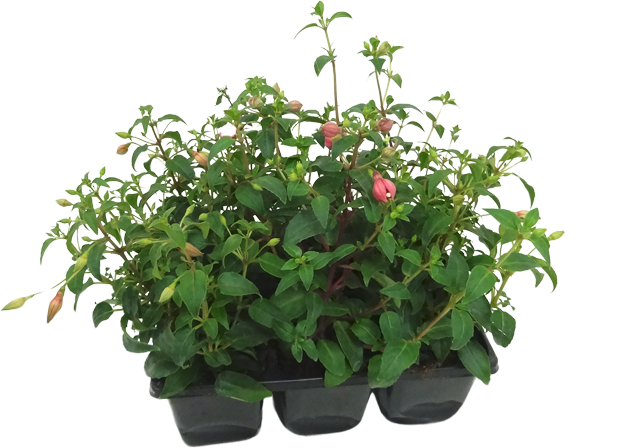 Geranien und Fuchsien