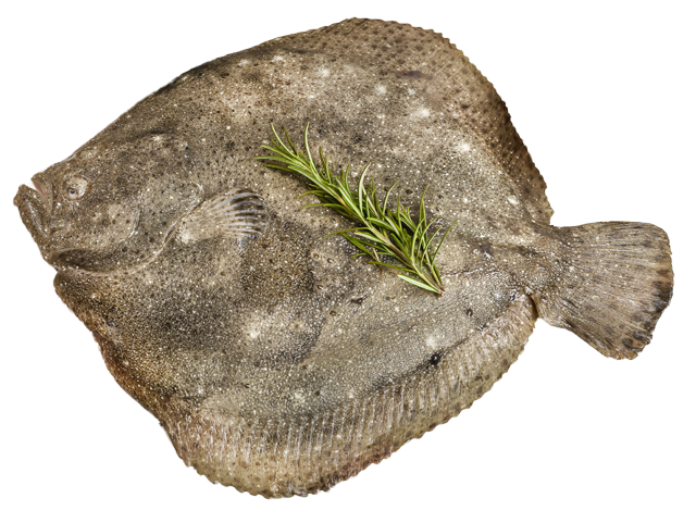 Ab Donnerstag erhältlich: ²Steinbutt 