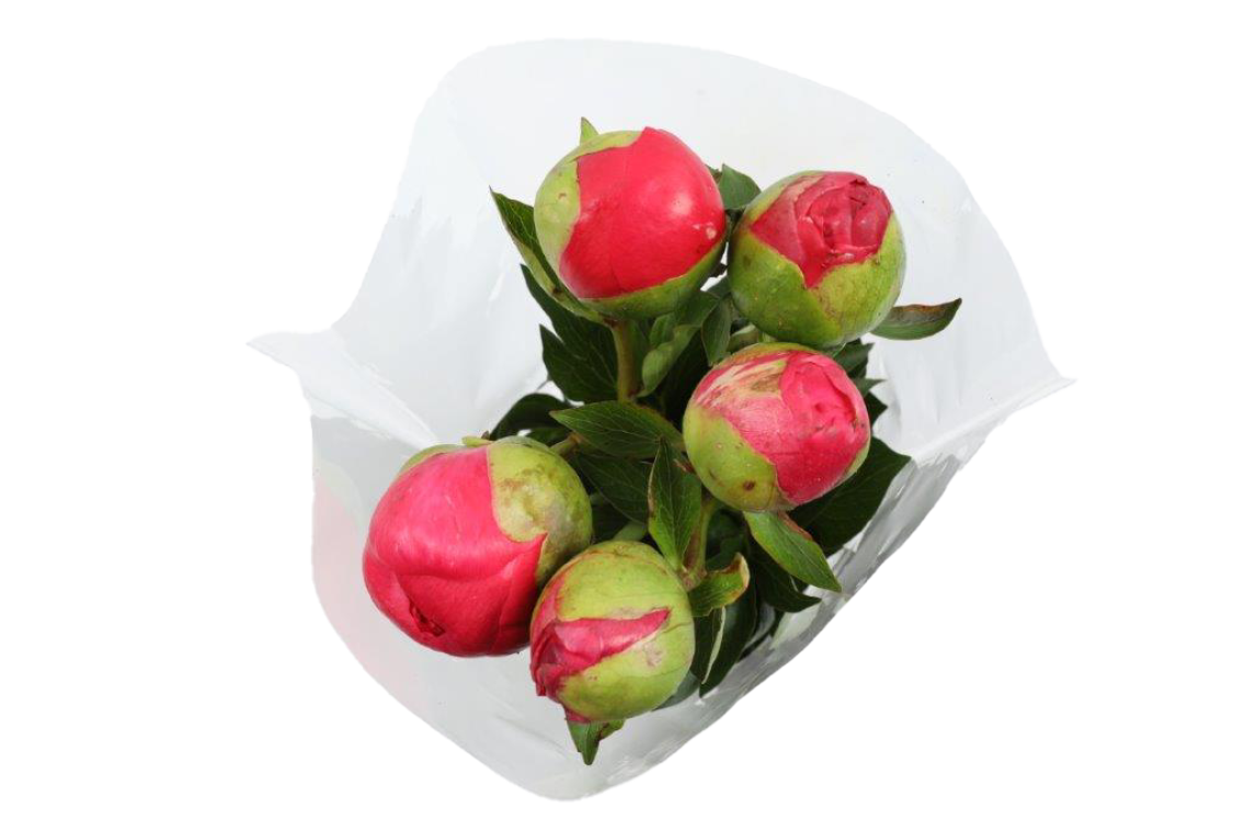 Pfingstrosen Premium oder Rosen