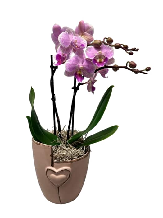 Orchidee „Arrangement“