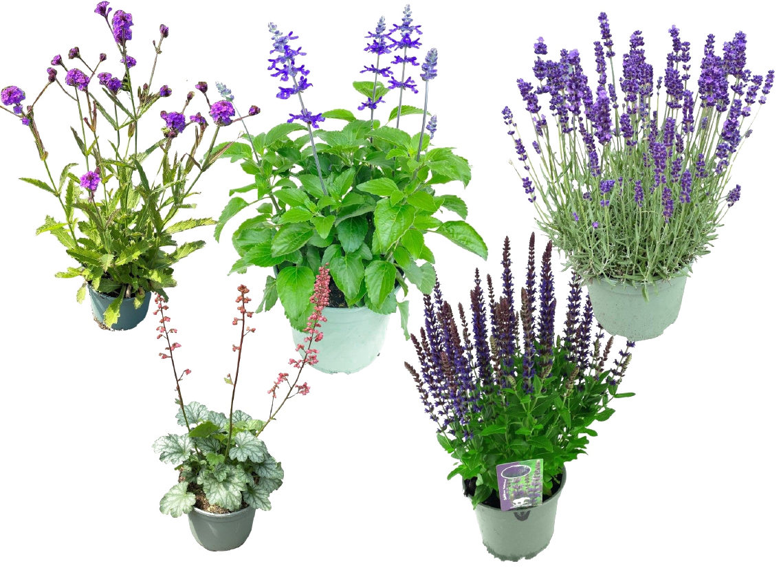 Sommerstauden Mix oder Federbusch Celosia Wild Pink