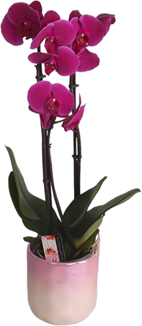 Ab Donnerstag: Schmetterlingsorchidee Multiflora