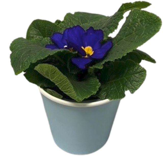 ¹Frühlingsprimel im Dekobecher