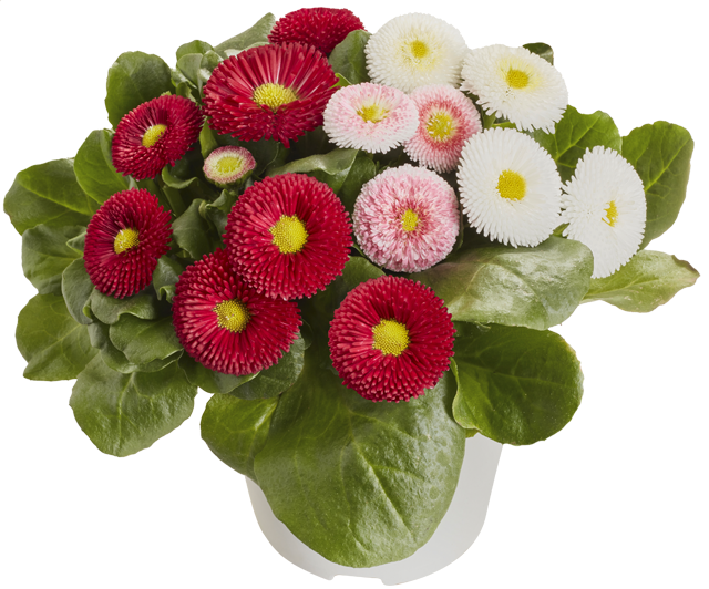 *Bellis Gänseblümchen Trio 