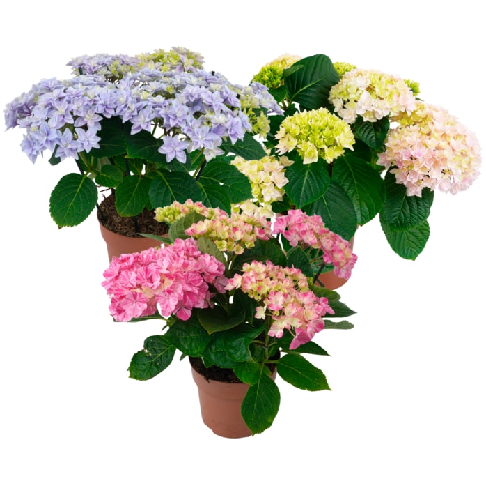 Hortensie „Hype"