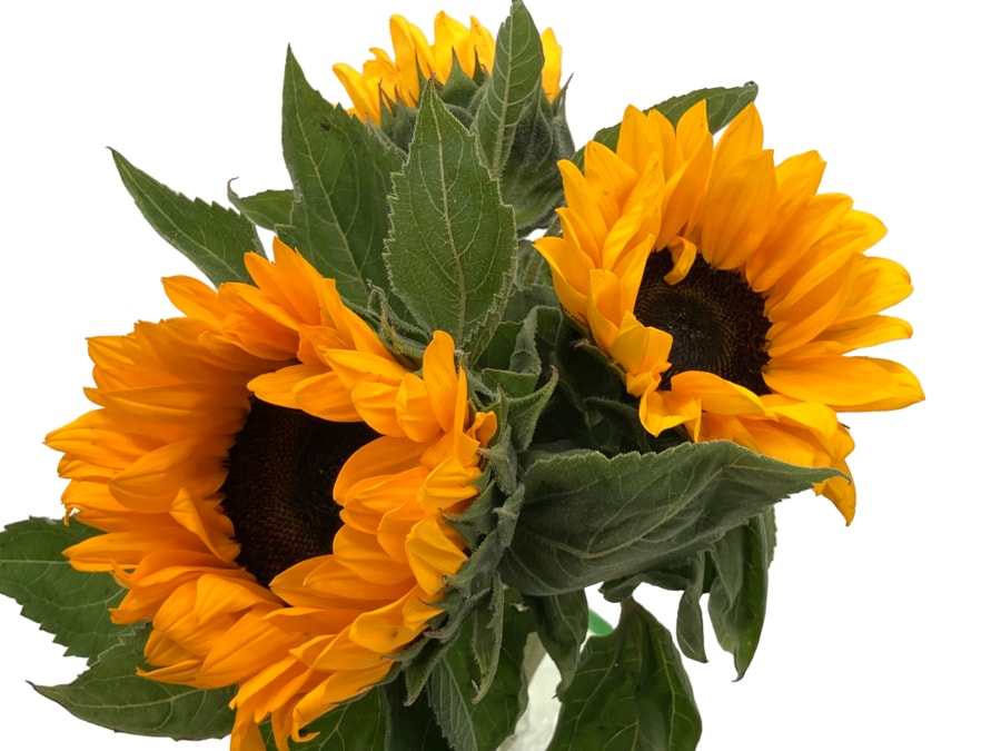 3er Sonnenblumen-Strauß
