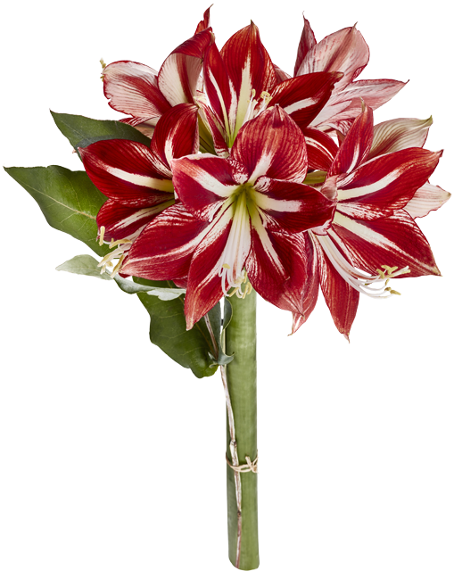 Donnerstag bis Samstag: Amaryllis