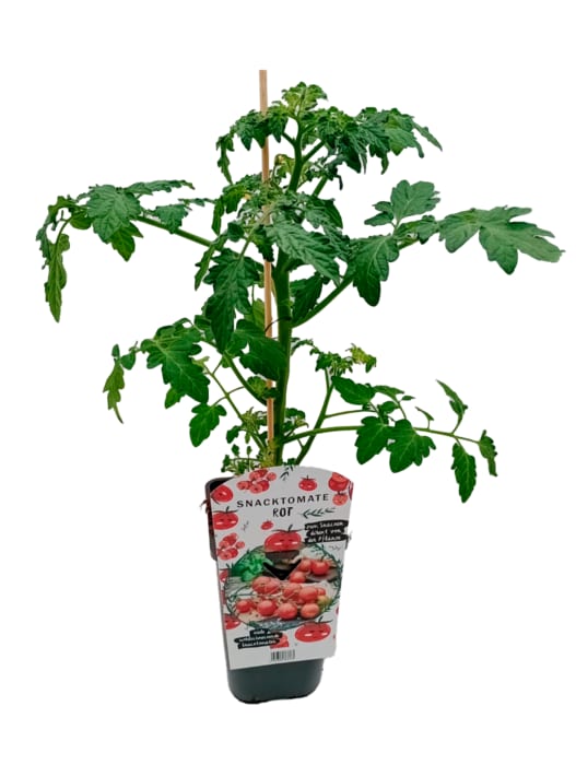 Gurke veredelt, Snack Tomaten, in verschiedenen Sorten, Bullhornpaprika oder Peperoni Teufli