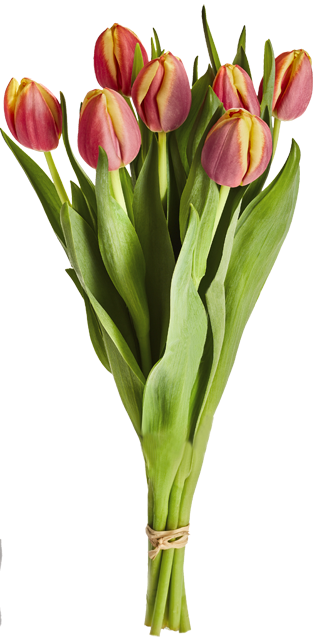 Donnerstag bis Samstag: Herbst-Tulpen