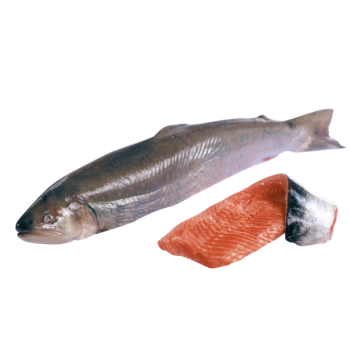 Seesaiblingsfilet „Arctic Char“