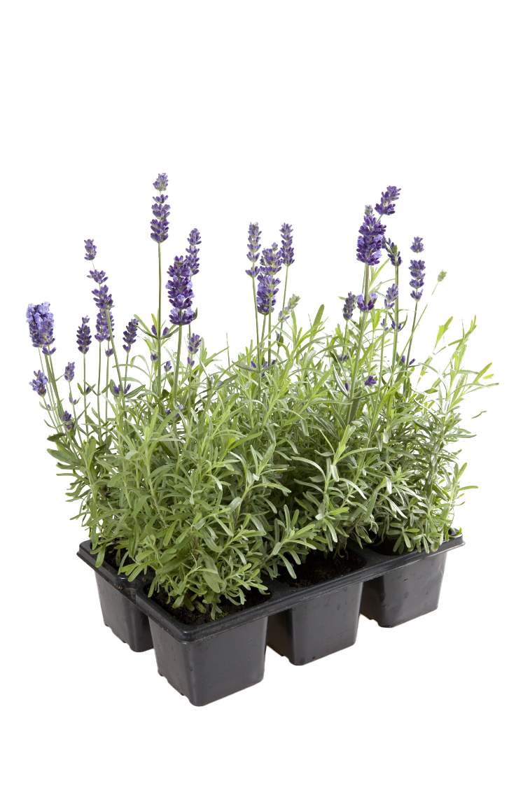 Echter Lavendel oder Rosen