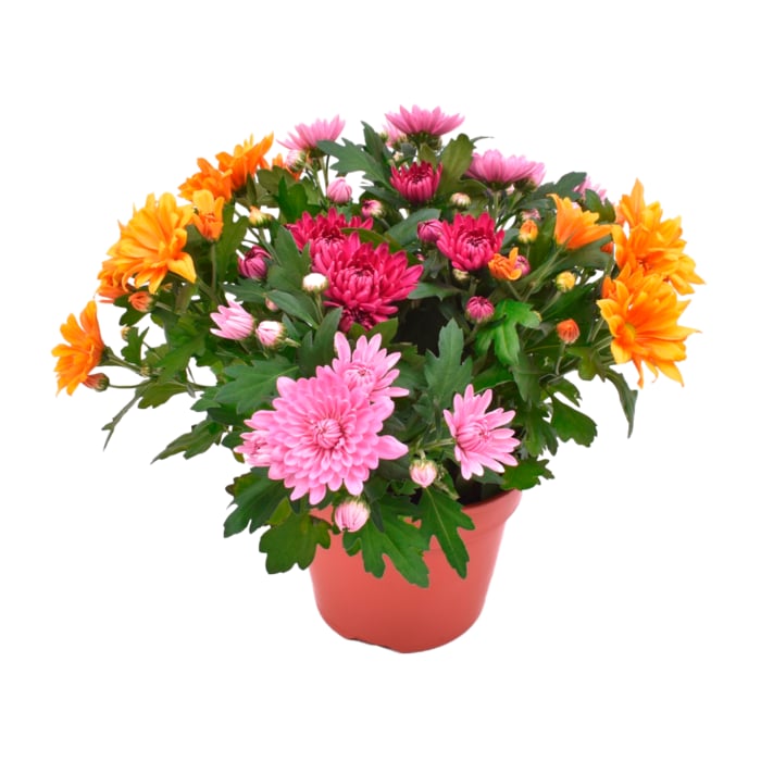 Indian Summer Chrysanthemen