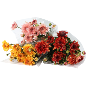 Chrysanthemen