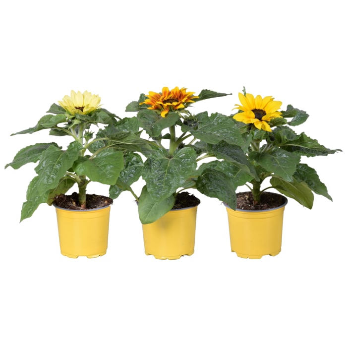 Sonnenblume „Sunsation"