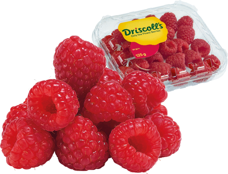 Marokko Driscoll's Himbeeren