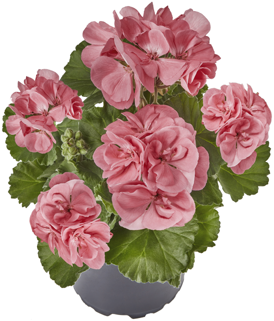 Geranien „Ville de Paris“ oder Sondersorten