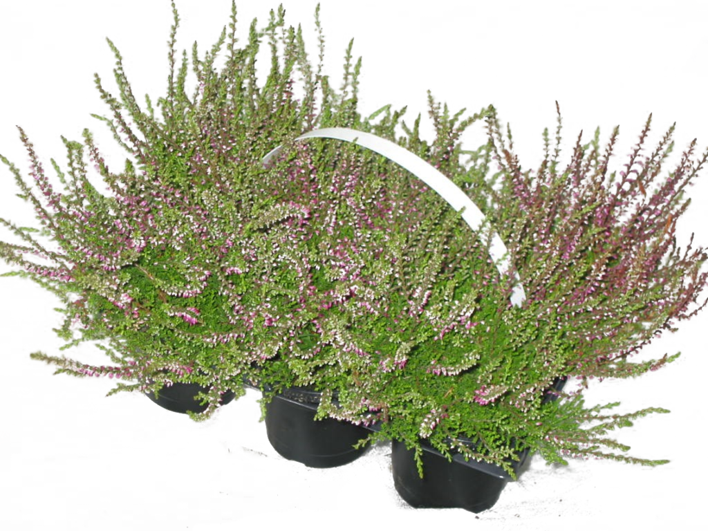 Besenheide, winterhart, oder Mosrosen