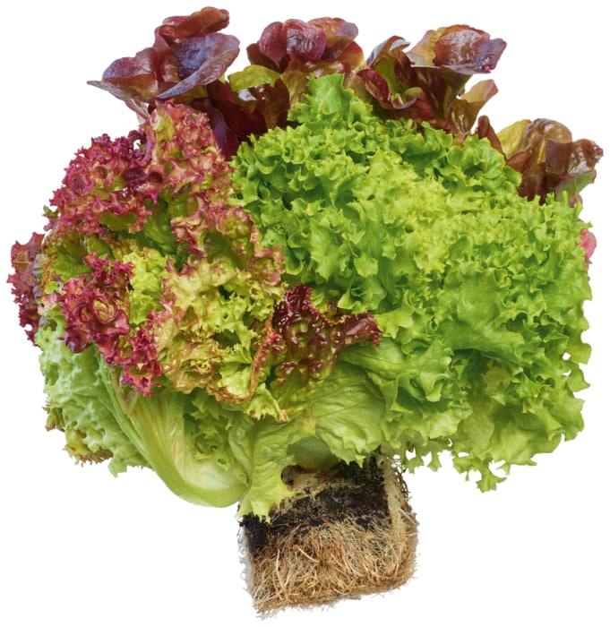 Ballensalat Trio-Mix oder Ballenkopfsalat