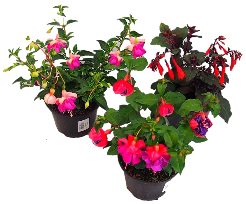 Fuchsien