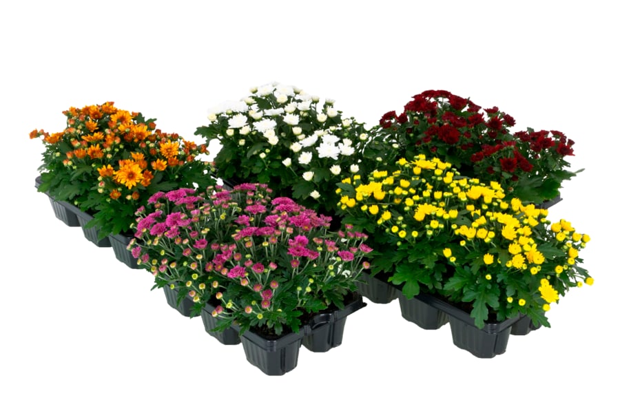 Chrysanthemen Gardenmum