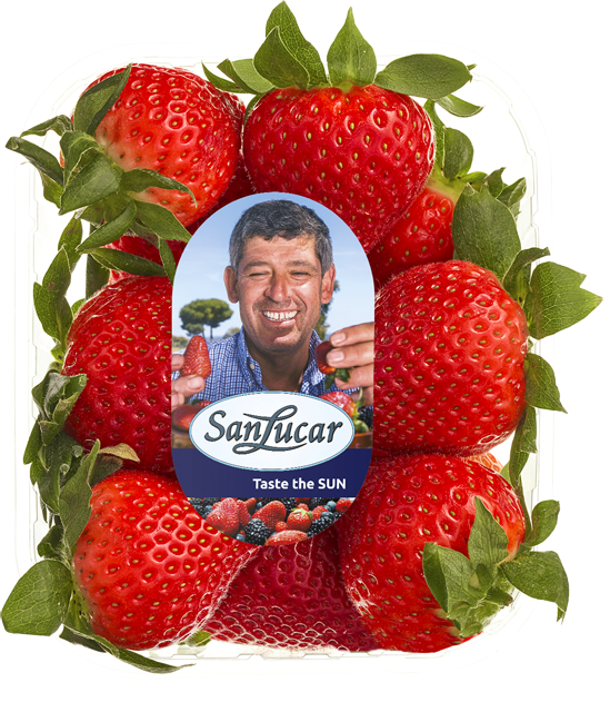 SanLucar Erdbeeren