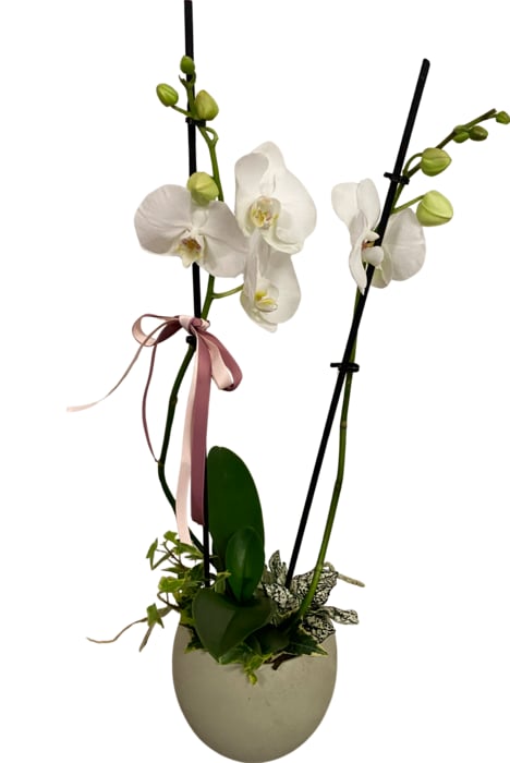 Orchidee Phalaenopsis Schale