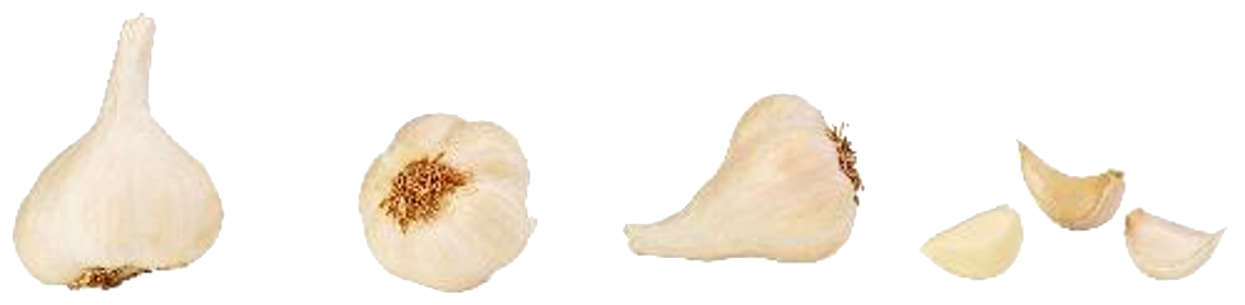 Bio Knoblauch