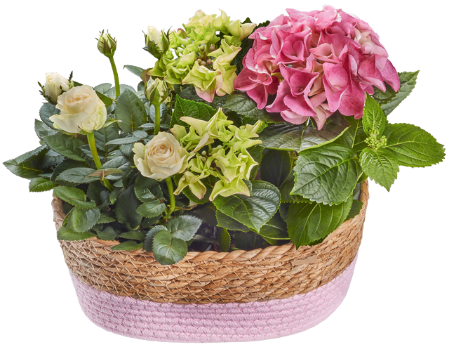 Geschenkkorb mit Hortensien & Topfrosen