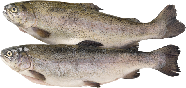 Frische Regenbogenforellen