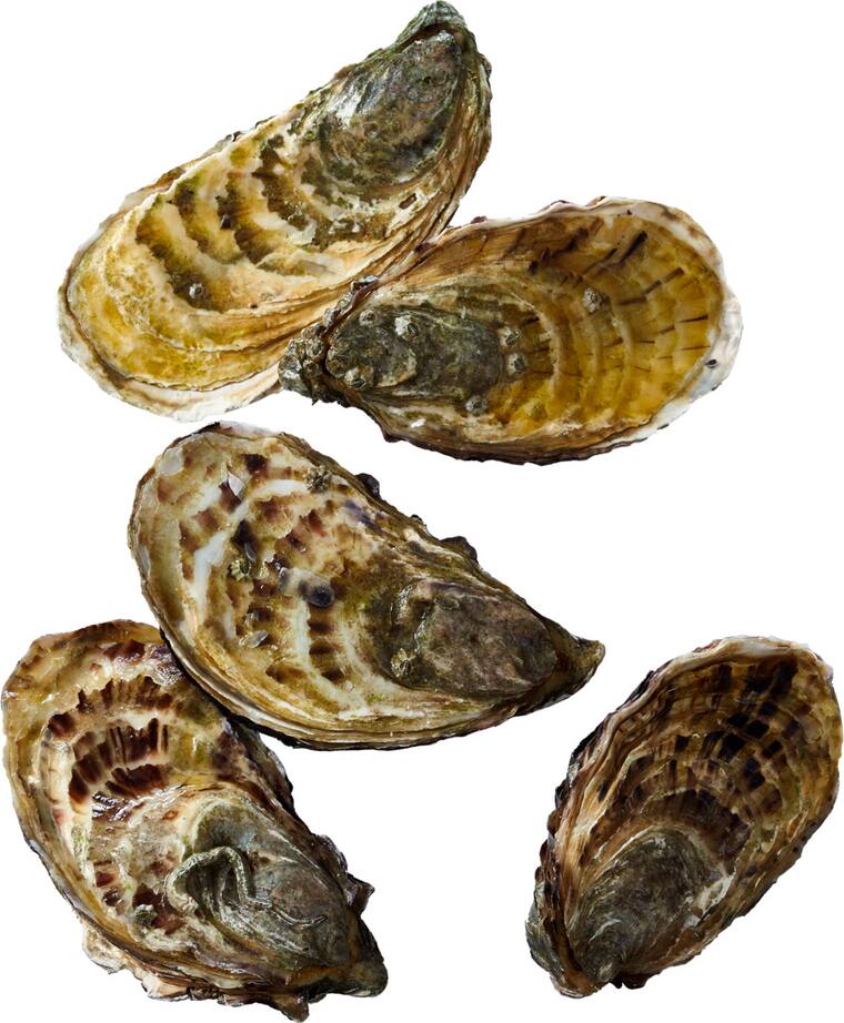Austern "Fines de Claire"