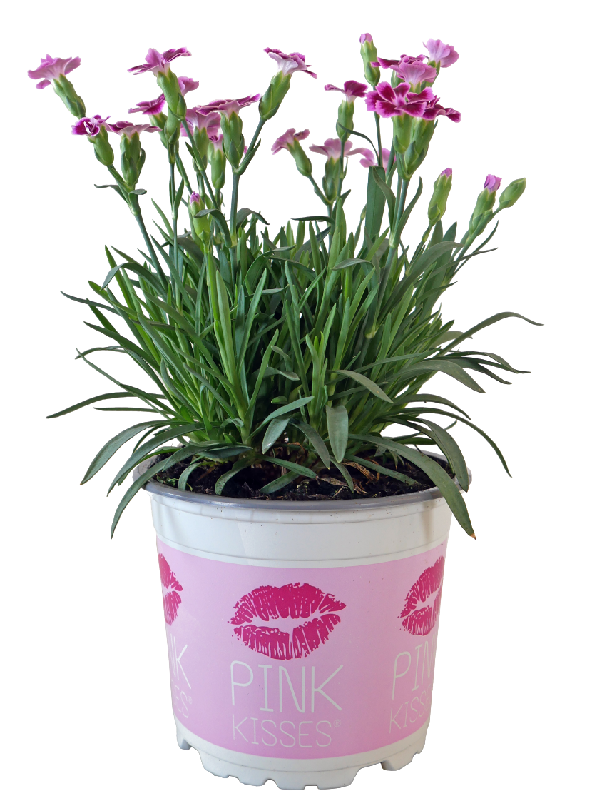 Gartennelke Pink Kisses oder Moosrosen