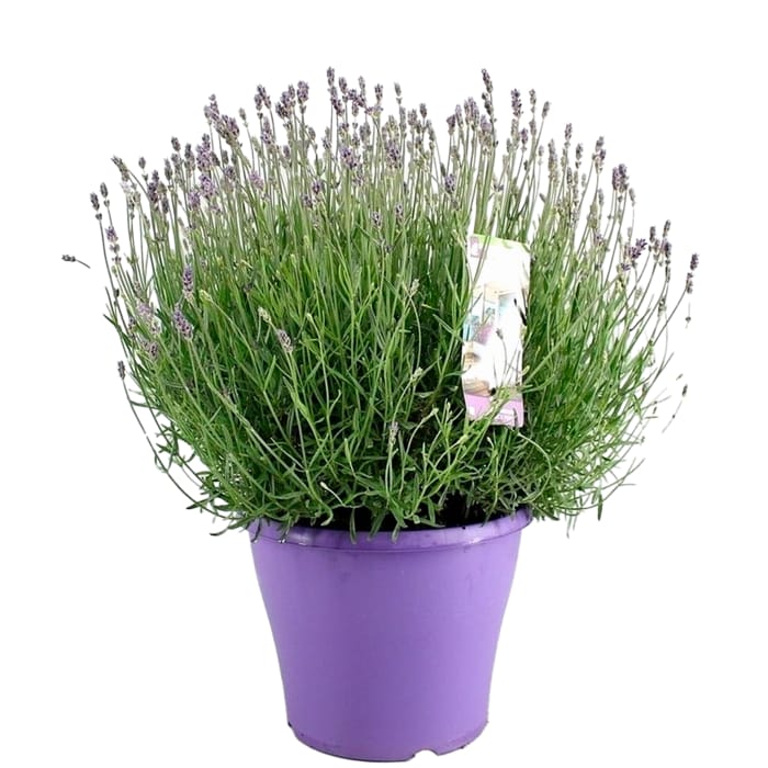 Lavendel angustifolia