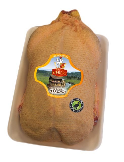 Barbarie Flugente weiblich 