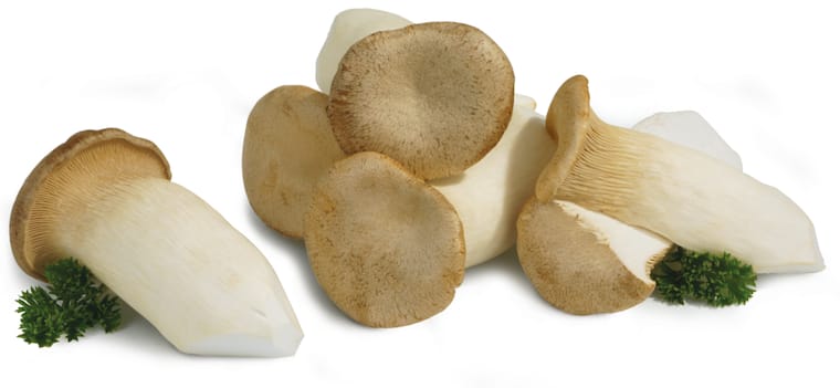 Bio-Kräuterseitlinge